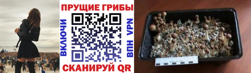 закладка  Валуйки  Псилоцибиновые грибы Cubensis 
